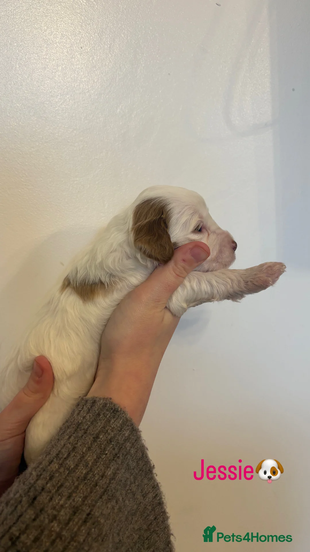 Cockapoo dogs for sale: 🐶🐾Cockapoo puppies🐶🐾 - Advert 14