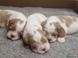 Cavalier King Charles Spaniel dogs 3 Stunning Blenheim Cavalier King Charles Puppies - Advert 17