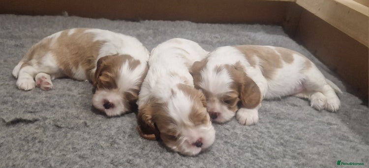 Cavalier King Charles Spaniel dogs 3 Stunning Blenheim Cavalier King Charles Puppies - Advert 9