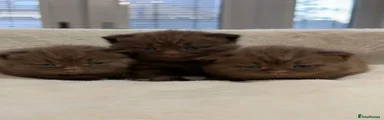 British Shorthair 2