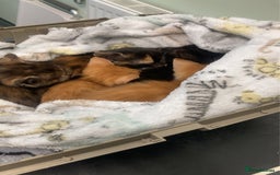 Domestic Shorthair cats for sale: 5 kittens looking for homes :)  - Image 2