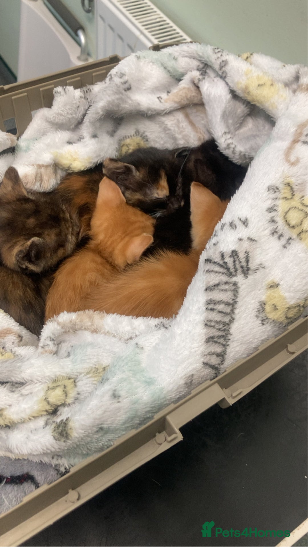 Domestic Shorthair cats for sale: 5 kittens looking for homes :)  - Image 2