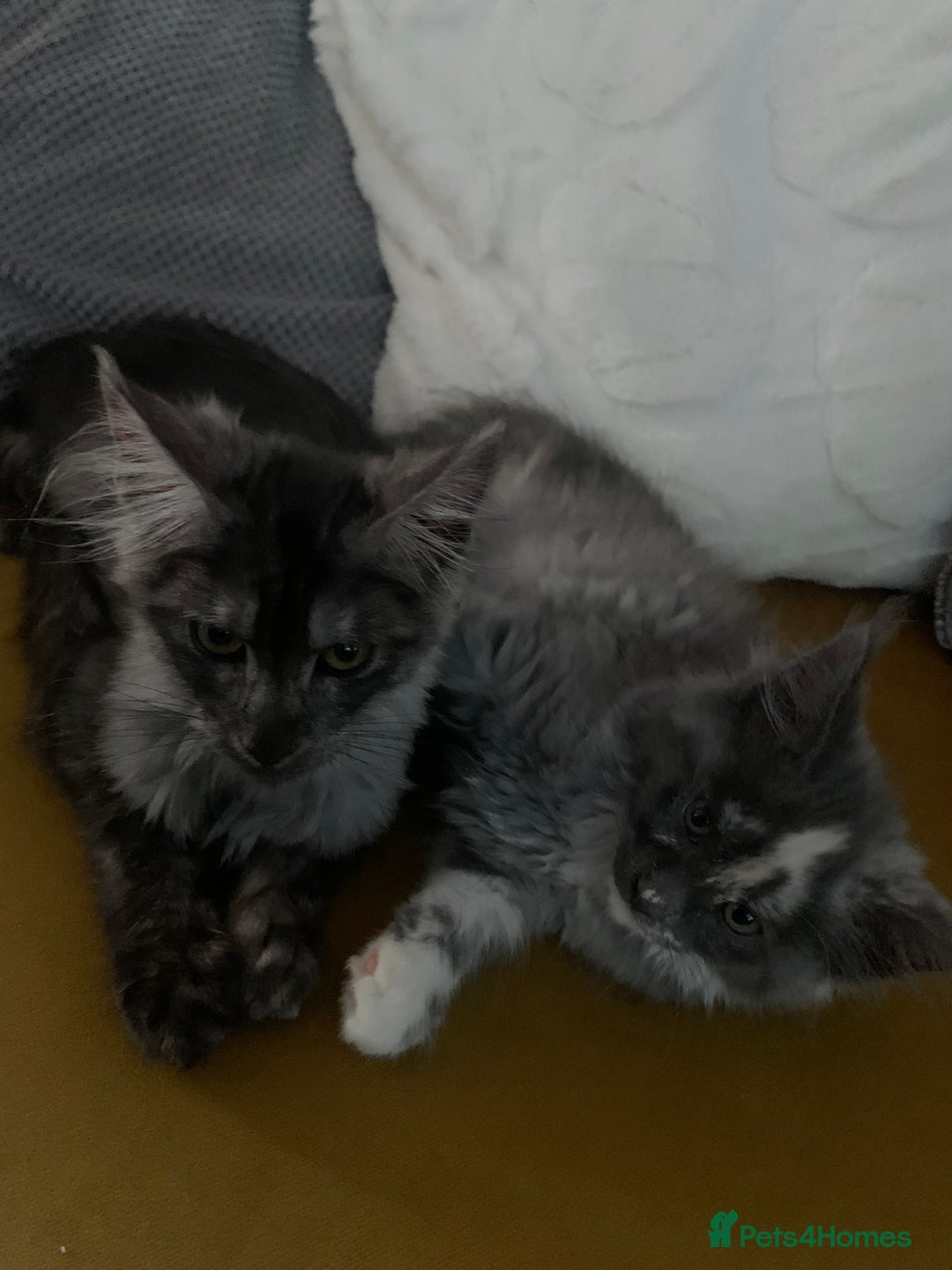 Maine Coon cats for sale: Stunning championship Maine coons for sale - Advert 18
