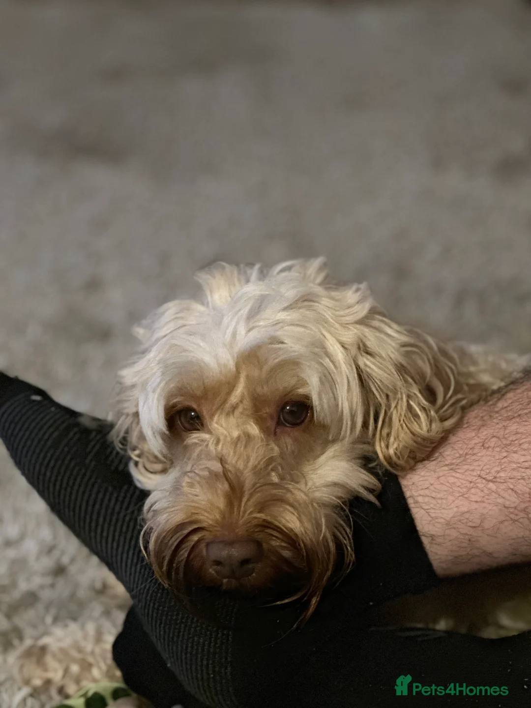 Cockapoo dogs for sale: Female cockapoo rehoming  - Advert 2