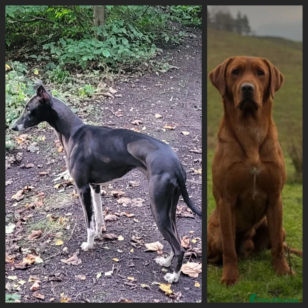 Mixed Breed dogs for sale: Labrador x whippet.  - Advert 3