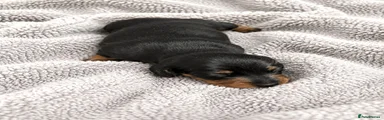 Miniature Dachshund 1