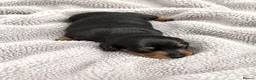 Miniature Dachshund dogs for sale: 5★ LICENSED BREEDER, KC registered, PRA clear  - Advert 3
