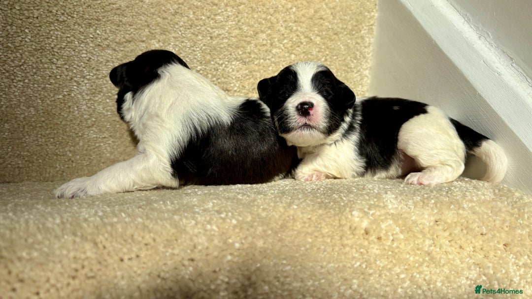 Lhasapoo dogs for sale: 9 stunning lhasapoo’s  - Image 22