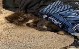 Persian cats for sale: x2 Persian Kitten for sale - Image 4
