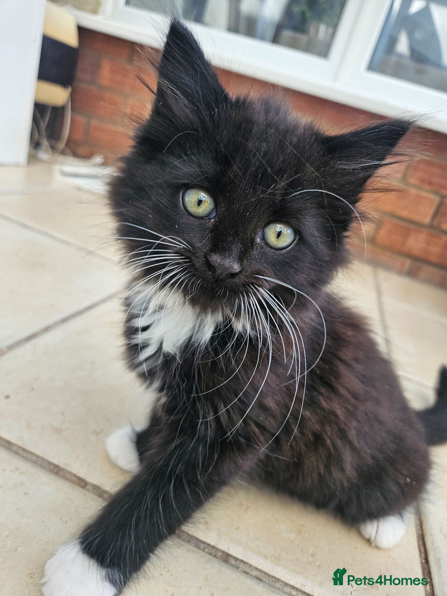 Mixed Breed cats 2 Black boys 1 Tuxedo Girl Ready Now - Advert 5