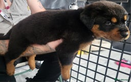 Rottweiler dogs for sale: Stunning rottweiler puppies  - Image 2