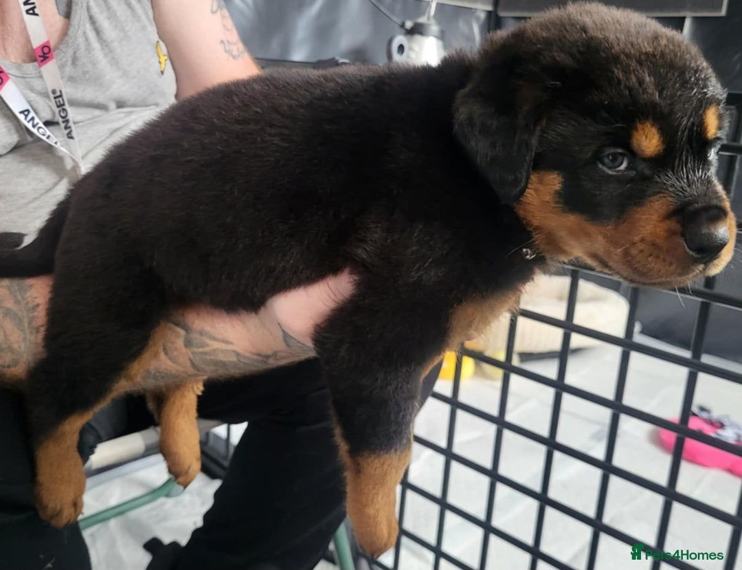 Rottweiler dogs for sale: Stunning rottweiler puppies  - Image 2