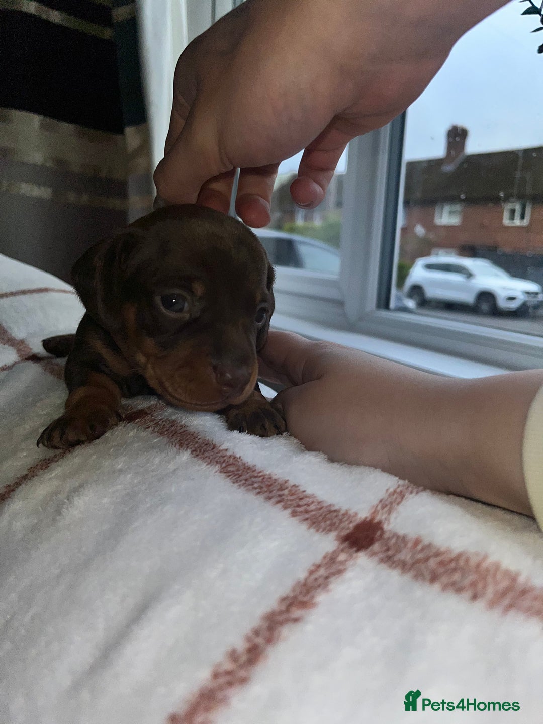 Miniature Dachshund dogs for sale: Beautiful Dachshund puppy’s  - Image 21