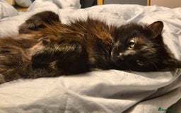 Ragcoon cats for sale: Racoon for Sale - Image 2