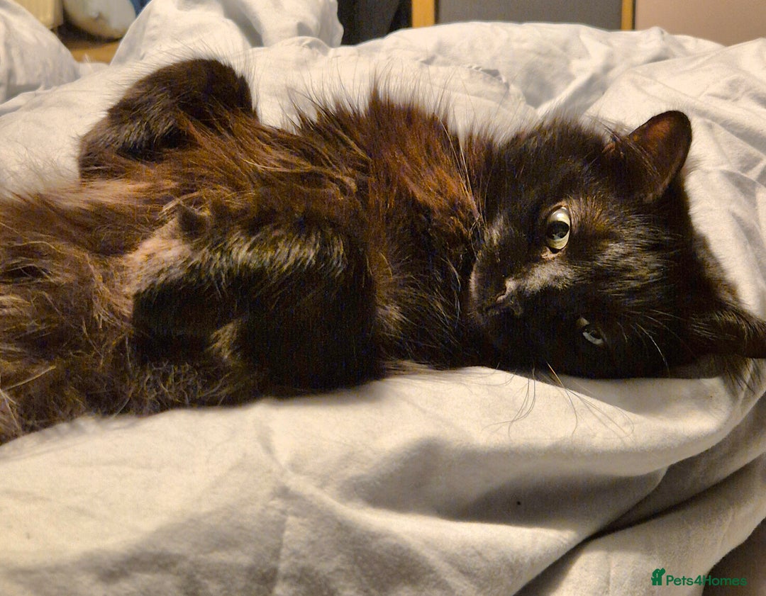 Ragcoon cats for sale: Racoon for Sale - Image 2