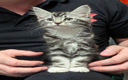 Domestic Shorthair cats for sale: Beautiful girl ready to leave! - Image 2