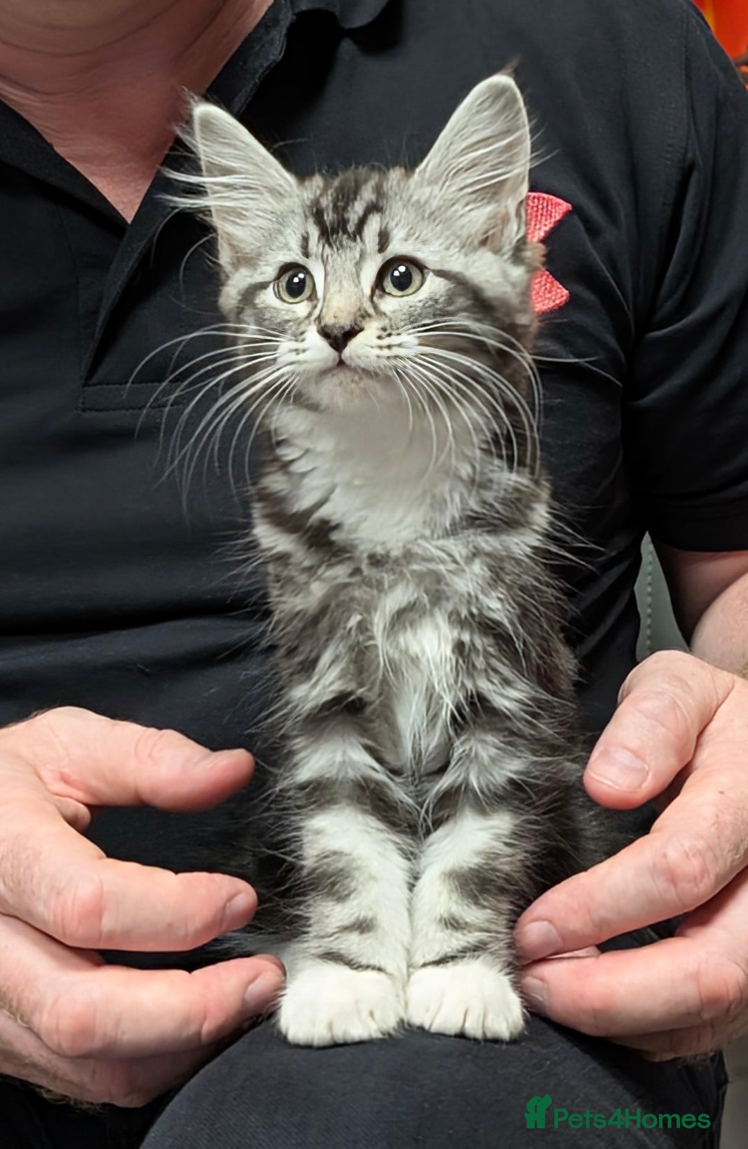 Domestic Shorthair cats for sale: Beautiful girl ready to leave! - Image 2