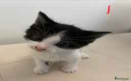 British Longhair cats for sale: 4 Beautiful Kittens  - Image 3
