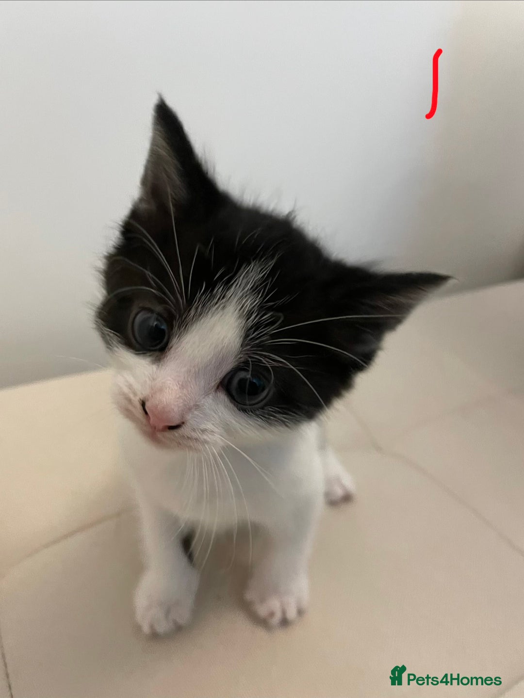 British Longhair cats for sale: 4 Beautiful Kittens  - Image 3