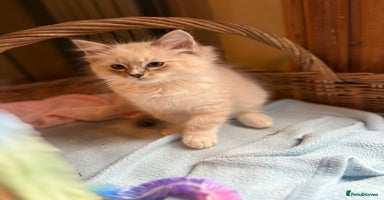 Ragdoll cats - Advert 4
