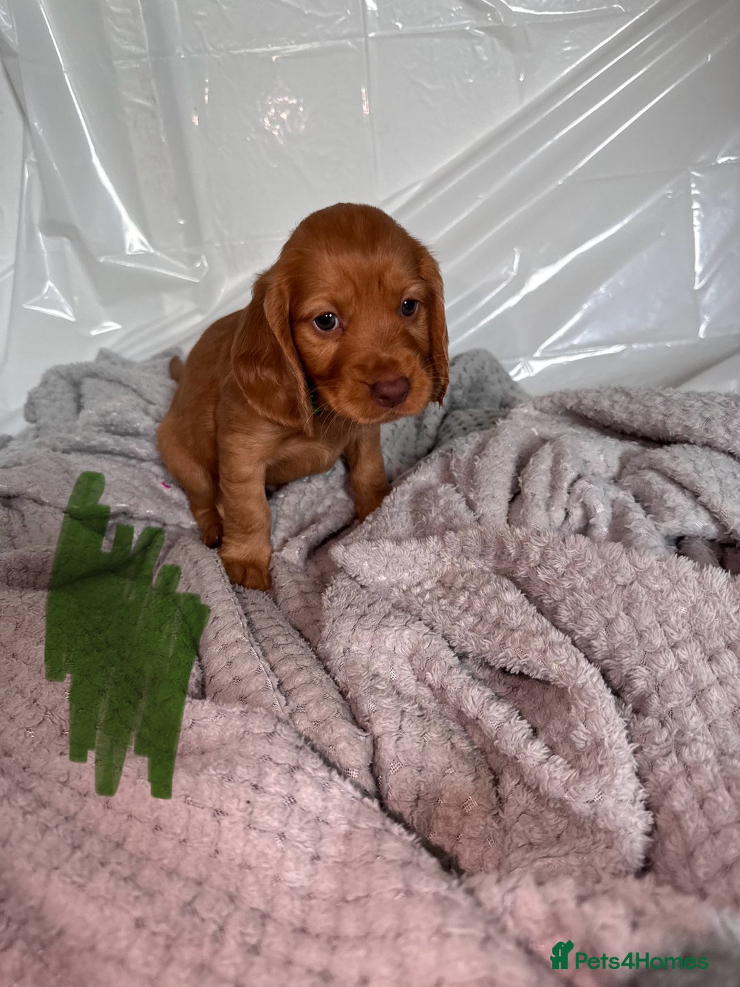 Cocker Spaniel dogs for sale: Pure breed cocker spaniels puppies  - Image 9