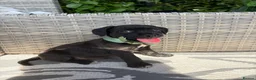 Mixed Breed dogs for sale: Cavajack puppy’s  - Advert 9