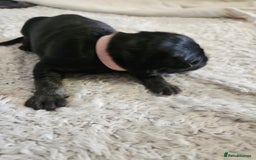 German Shepherd dogs for sale: Beautiful German Shepherd Pups for sale - Image 4