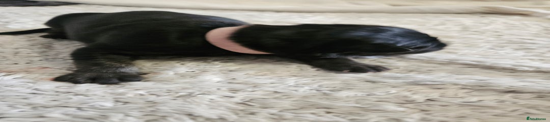 German Shepherd Pink Collar