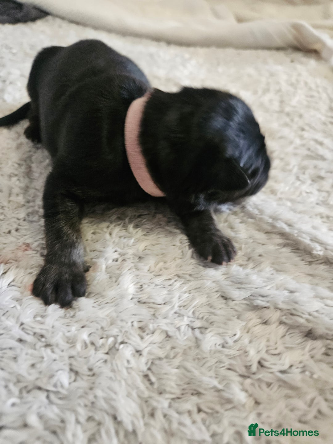 German Shepherd dogs for sale: Beautiful German Shepherd Pups for sale - Image 4