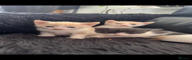 Mixed Breed 3