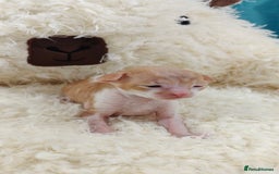 Cornish Rex cats for sale: Cornish Rex kittens available to reserve. - Image 3
