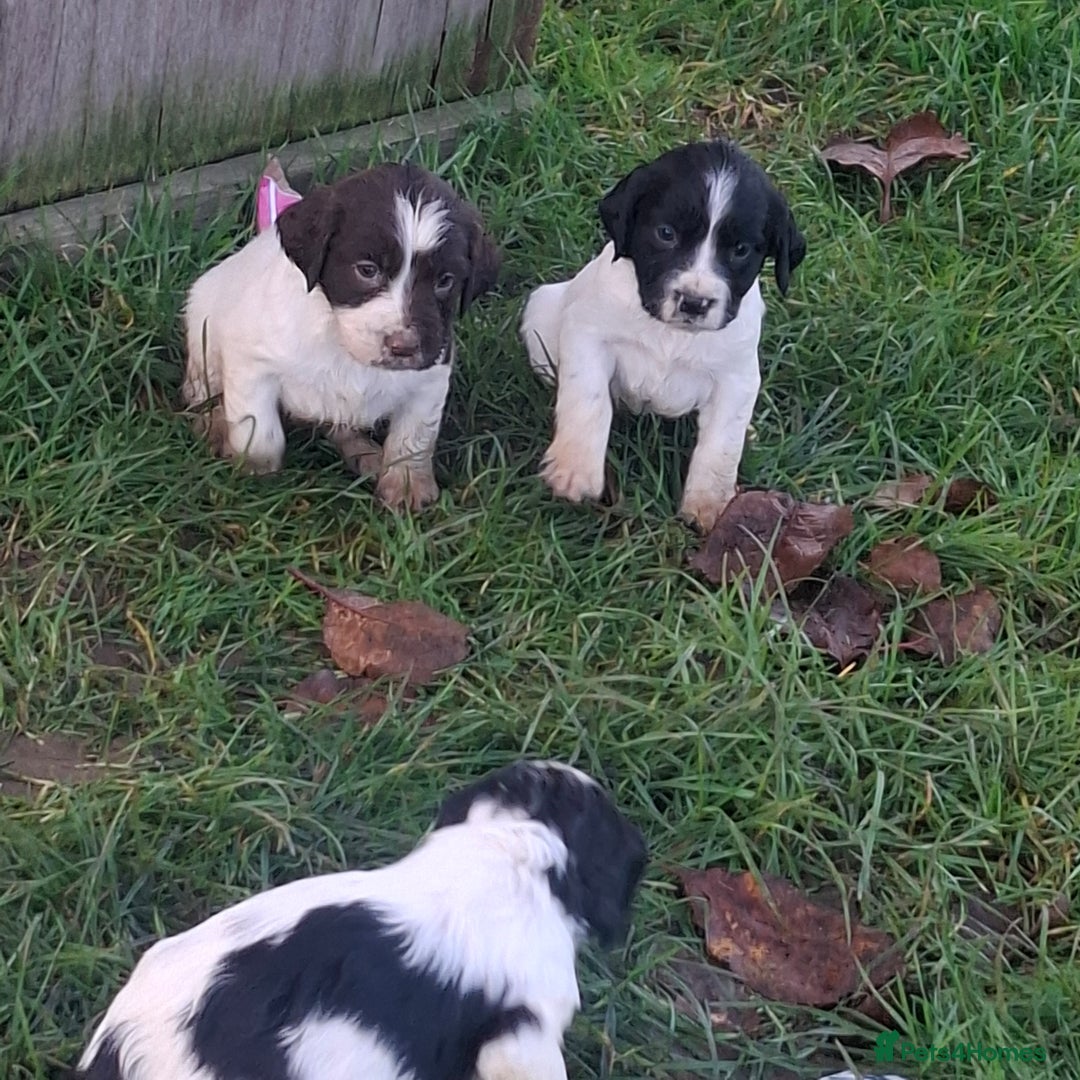 Sprocker dogs for sale: Sprocker Spaniel Puppies - Advert 3