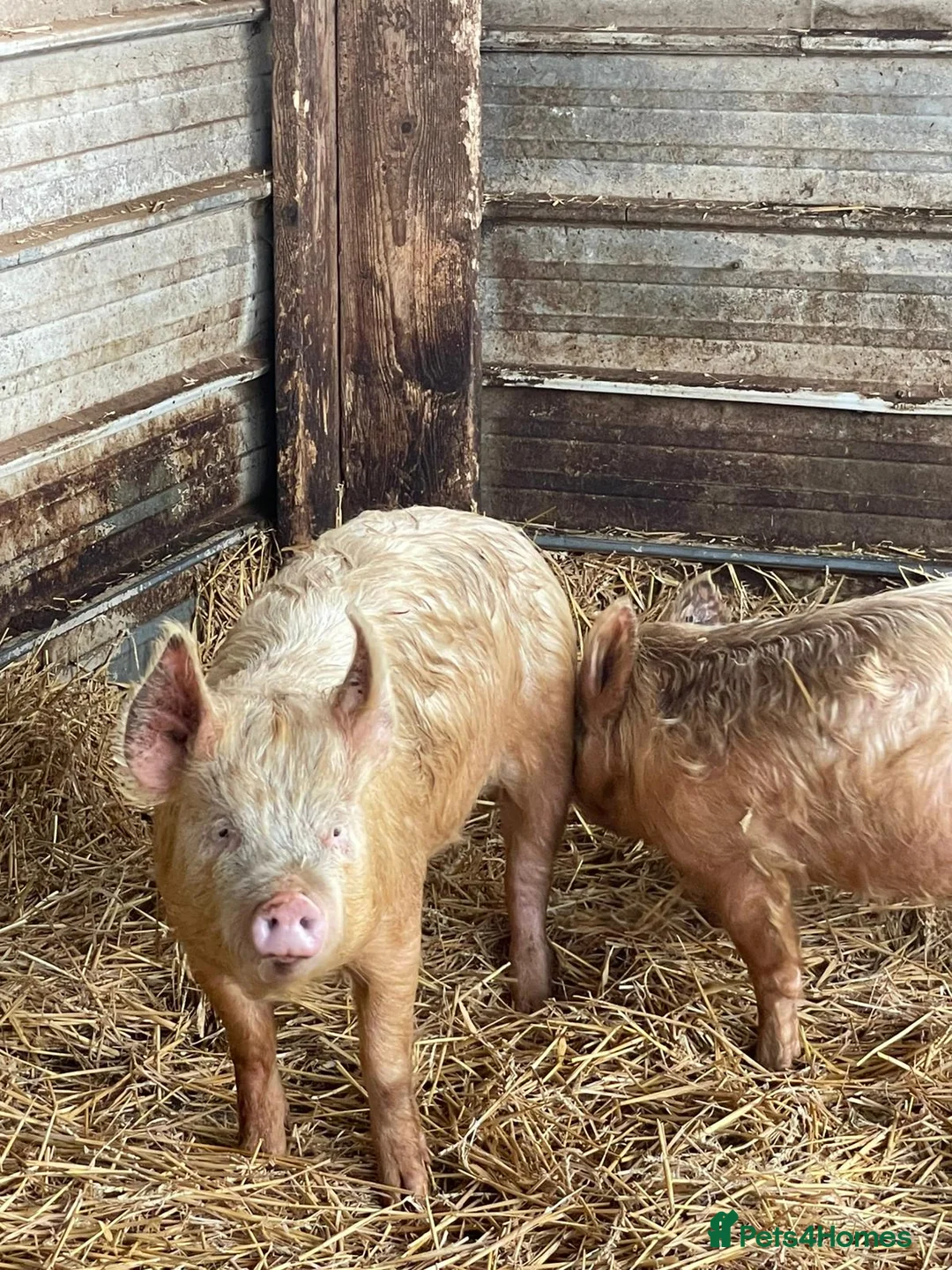 Pig livestock for sale: 3 Female Breeding Pigs - Middle White x Berskshire - Advert 4