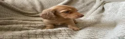 Miniature Dachshund dogs for sale: Qualiyy Miniature Long Haired Dachshunds in Bridgend - Advert 14