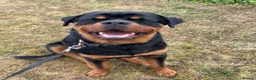Rottweiler dogs for sale: AMAZING PEDIGREE REGISTERED ROTTWEILER PUPPIES - Advert 10