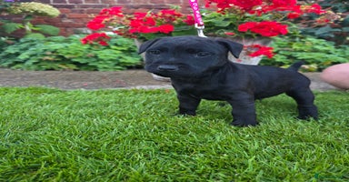 Patterdale Terrier dogs - Advert 8