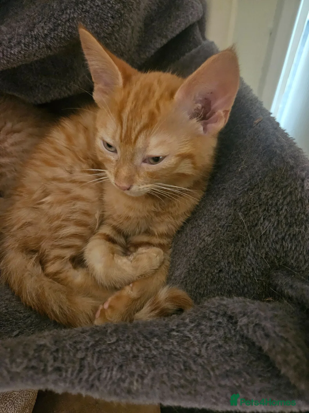 Mixed Breed cats for sale: 3 beautiful kittens ready now - Advert 7