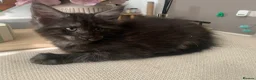 Maine Coon cats for sale: GCCF Reg Stunning Maine coon kittens  in Redditch - Advert 15