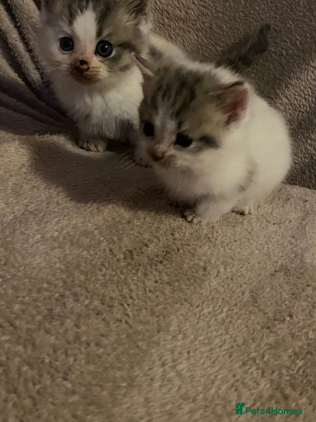 British Longhair cats for sale: Lovely Kittens - Advert 15