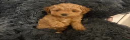 Cavapoochon dogs for sale: Therapy Puppies  - Advert 17