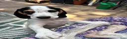 Bocker dogs for sale: Cocker spaniel cross beagle  - Advert 5
