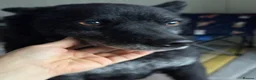 Mixed Breed dogs for adoption: Sweet Romeo Looking for LOVE - Advert 11