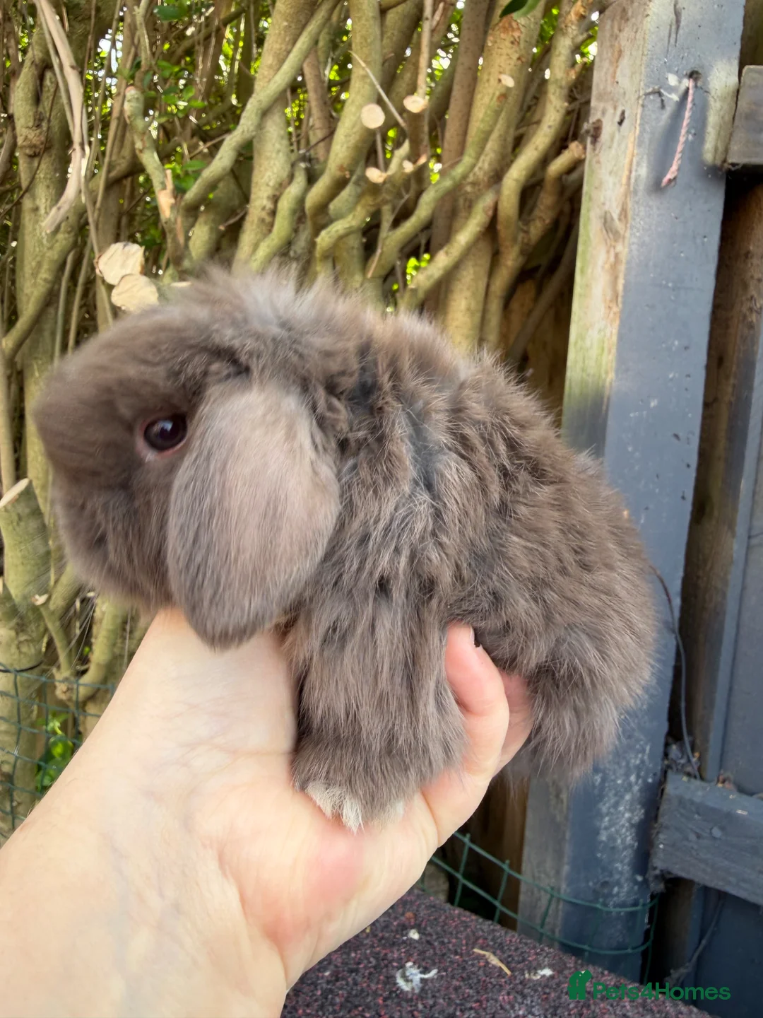 Mini Lop rabbits for sale: stunning baby mini lops - Advert 2