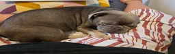 Frug dogs for sale: 1 year old Puppy For Sale in Fareham - Advert 7
