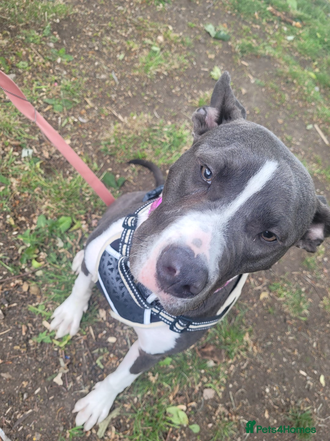 Mixed Breed dogs for sale: Beautiful dog - Image 2