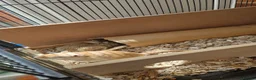 Gerbil rodents for sale: 3 x female gerbils and equipment for sale - Advert 9