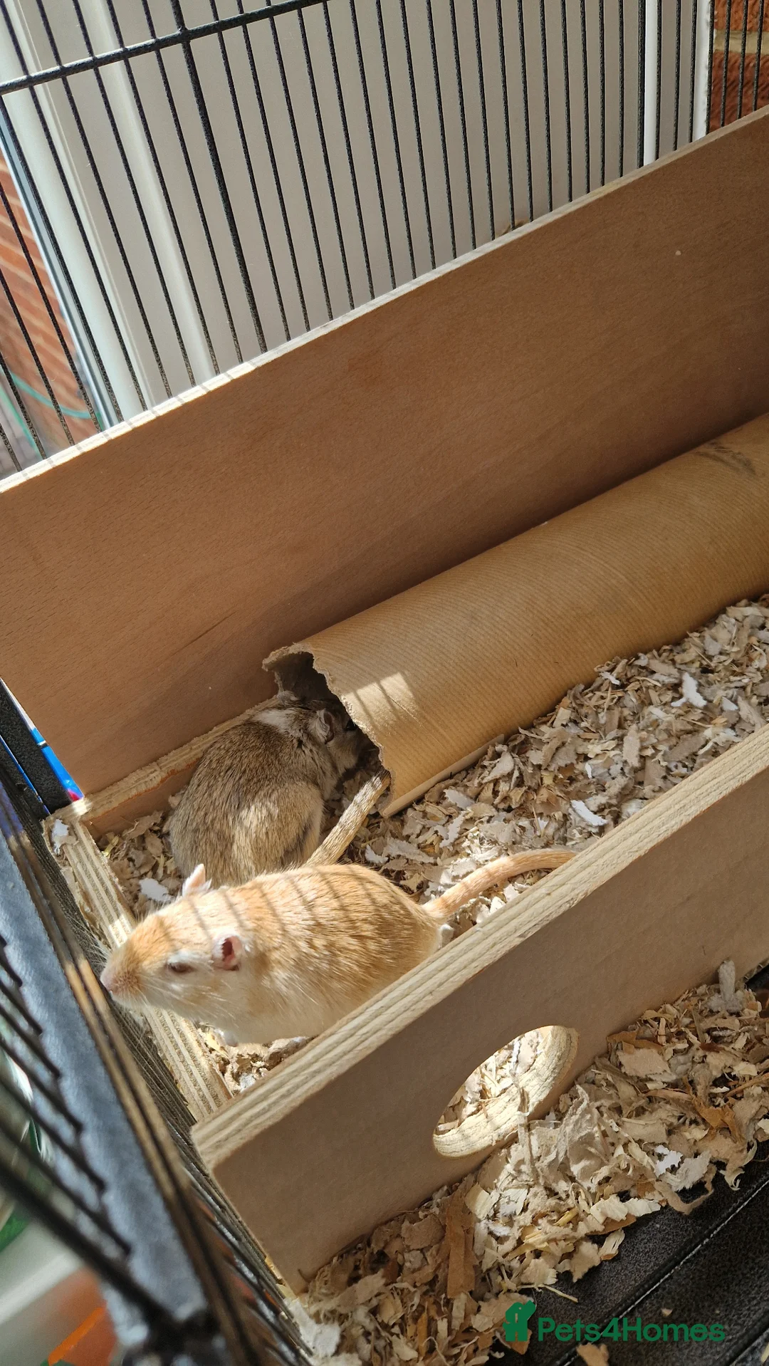 Gerbil rodents for sale: 3 x female gerbils and equipment for sale - Advert 9