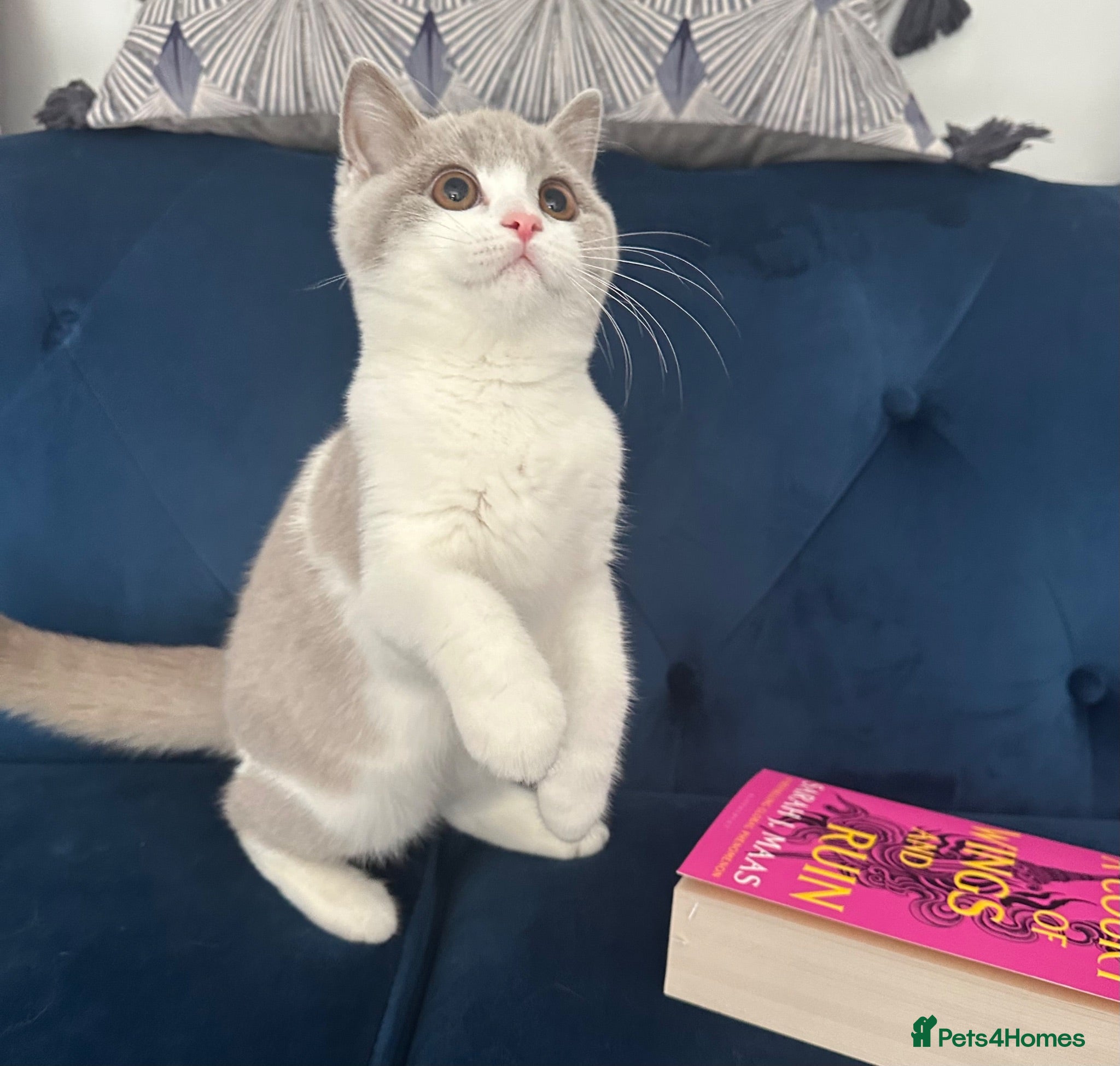 British Shorthair cats Pedigree British Blue Female Available next week   - Advert 1