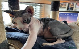 Sphynx cats for sale: 7 year old sphynx female to be rehomed - Image 9