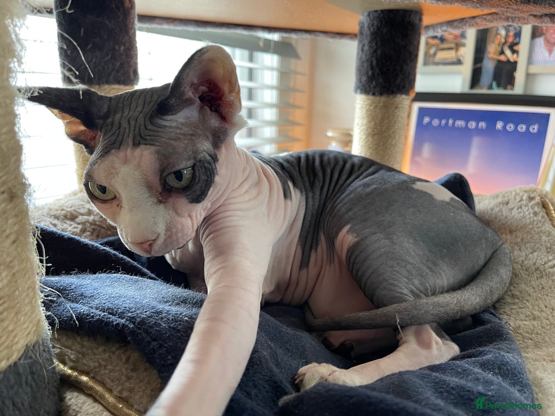 Sphynx cats for sale: 7 year old sphynx female to be rehomed - Image 9
